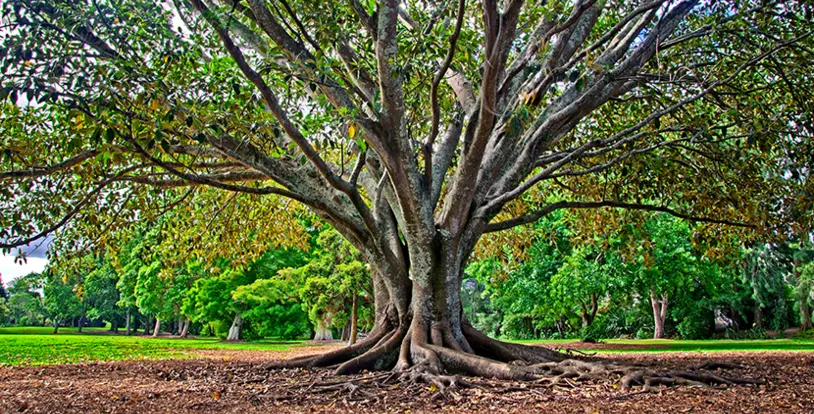 Tree Health Care Root Collar Excavation
